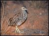 plains_wanderer_87388