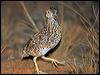 plains_wanderer_87389
