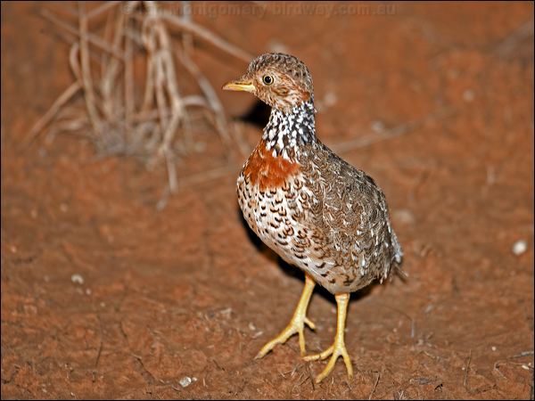 Plains-wanderer plains_wanderer_87364.psd
