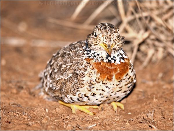 Plains-wanderer plains_wanderer_87375.psd