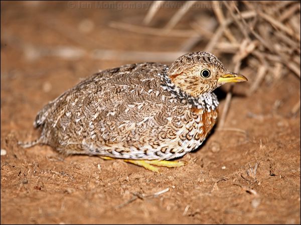Plains-wanderer plains_wanderer_87377.psd