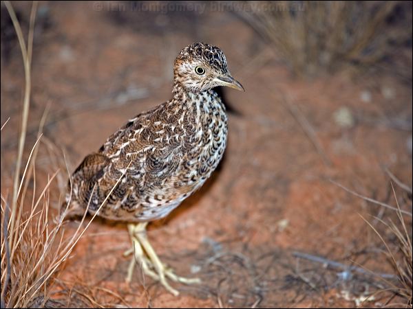 Plains-wanderer plains_wanderer_87388.psd