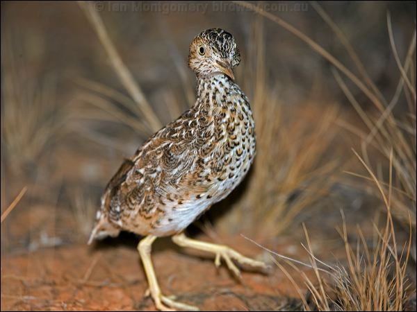 Plains-wanderer plains_wanderer_87389.psd