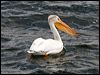 am_white_pelican_68446