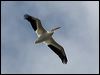 am_white_pelican_68453