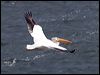 am_white_pelican_68455