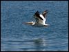 am_white_pelican_68604