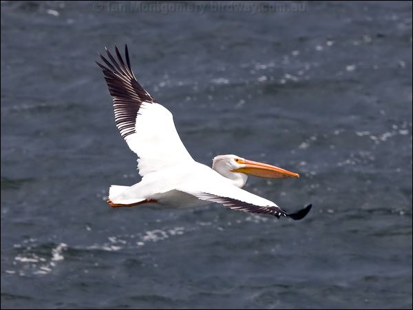 American White Pelican am_white_pelican_68455.psd