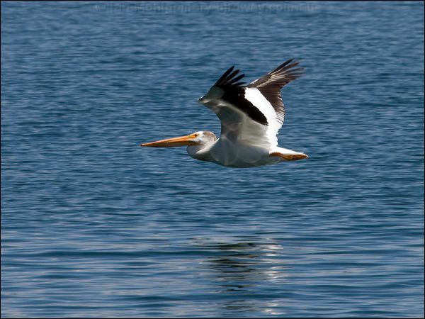 American White Pelican am_white_pelican_68604.psd