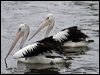 australian_pelican_05584