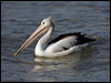 australian_pelican_113311