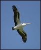 australian_pelican_11820