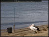australian_pelican_157528