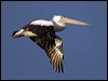 australian_pelican_18740