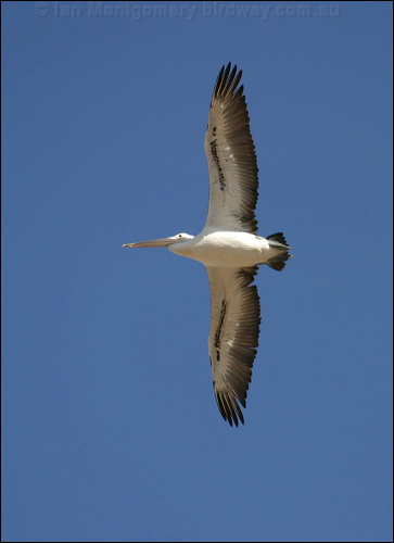 Australian Pelican australian_pelican_01074.psd