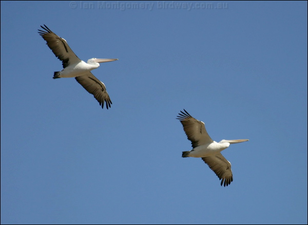 Australian Pelican australian_pelican_01099.psd