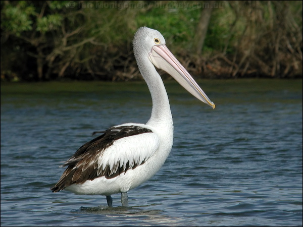 Australian Pelican australian_pelican_04091.psd