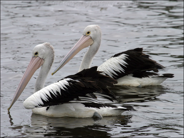 Australian Pelican australian_pelican_05584.jpg
