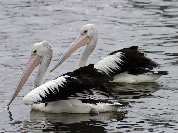 Australian Pelican australian_pelican_05584.jpg