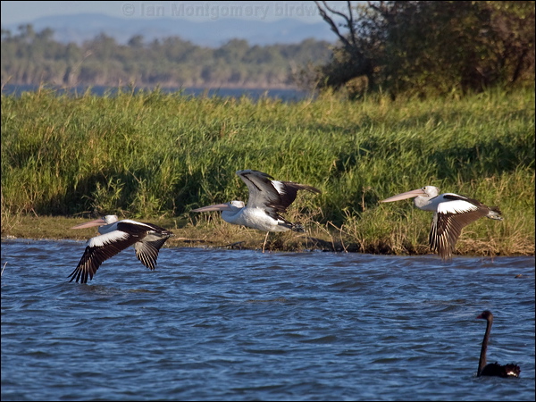 Australian Pelican australian_pelican_106358.psd