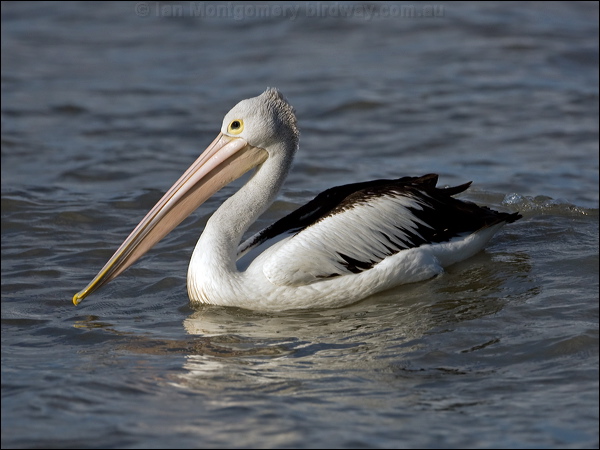 Australian Pelican australian_pelican_113311.psd