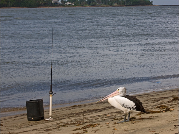 Australian Pelican australian_pelican_157528.psd