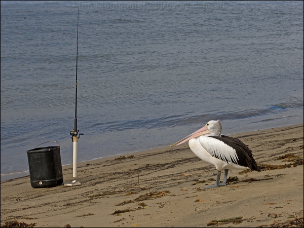 Australian Pelican australian_pelican_157531.psd