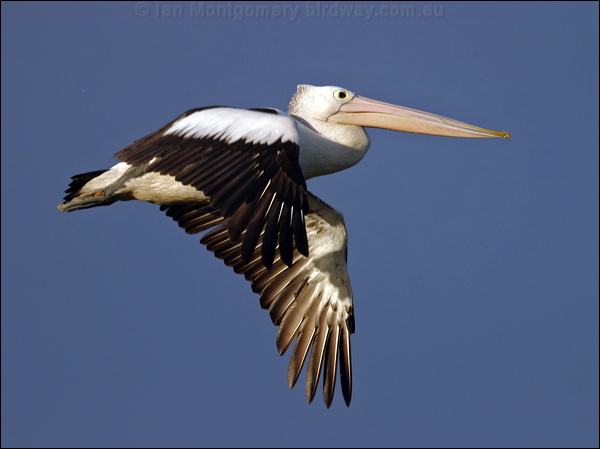Australian Pelican australian_pelican_18740.psd