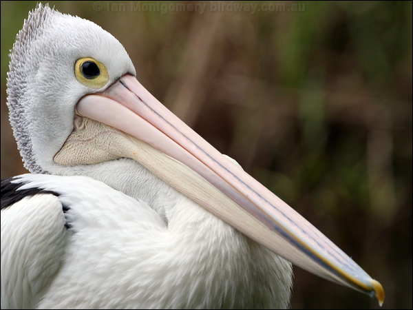 Australian Pelican australian_pelican_36349.psd