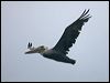 brown_pelican_107006