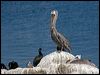 brown_pelican_107648