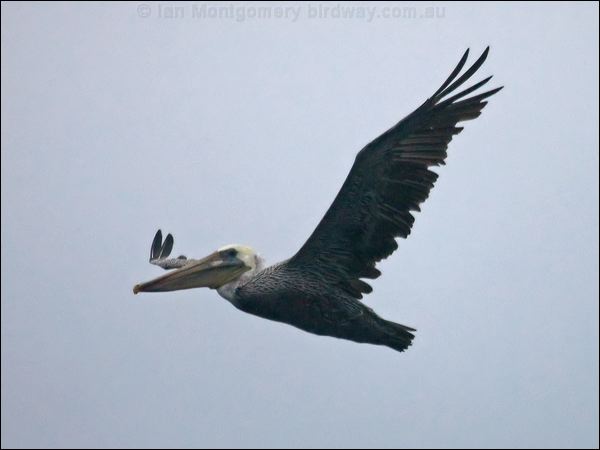 Brown Pelican brown_pelican_107006.psd