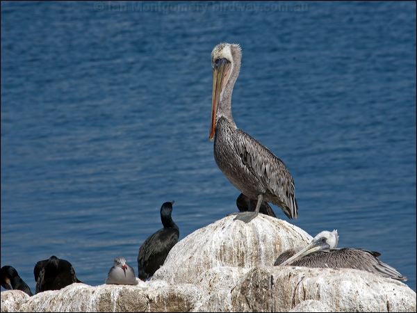 Brown Pelican brown_pelican_107648.psd
