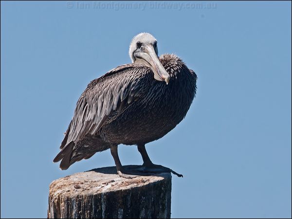 Brown Pelican brown_pelican_108666.psd
