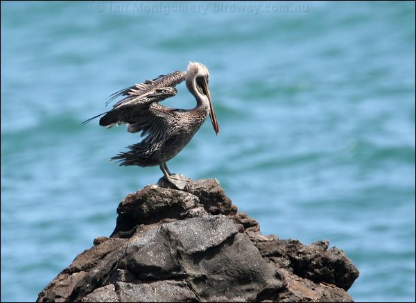 Brown Pelican brown_pelican_23701.psd