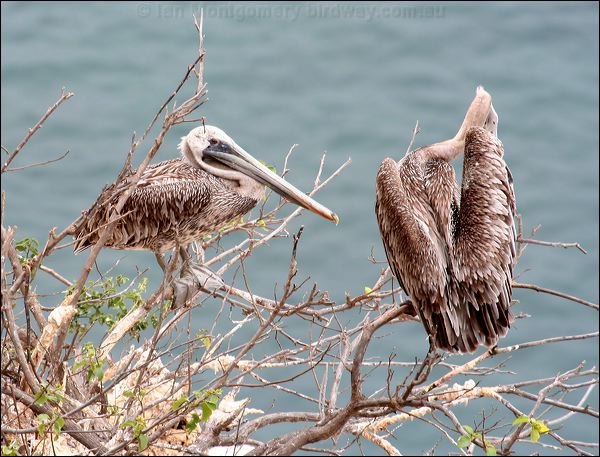 Brown Pelican brown_pelican_27653.psd