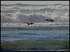 peruvian_pelican_208453