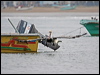 peruvian_pelican_27510