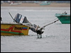 peruvian_pelican_27511