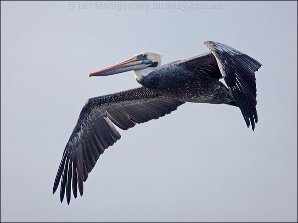 Peruvian Pelican peruvian_pelican_208477.psd
