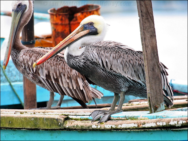 Peruvian Pelican peruvian_pelican_27517.psd