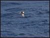 com_diving_petrel_123858