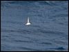 com_diving_petrel_123862