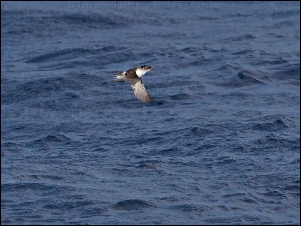Common Diving Petrel com_diving_petrel_123858.psd
