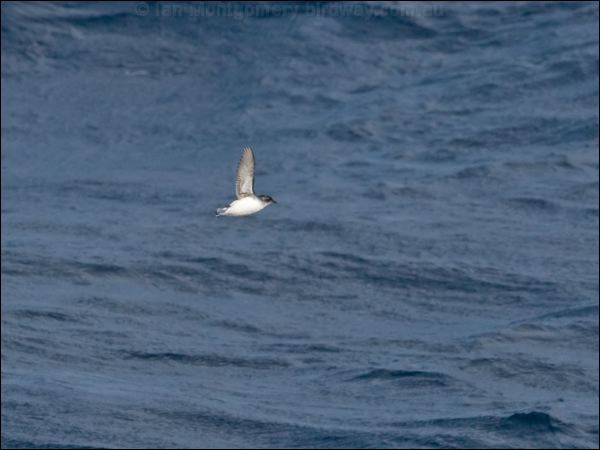 Common Diving Petrel com_diving_petrel_123862.psd