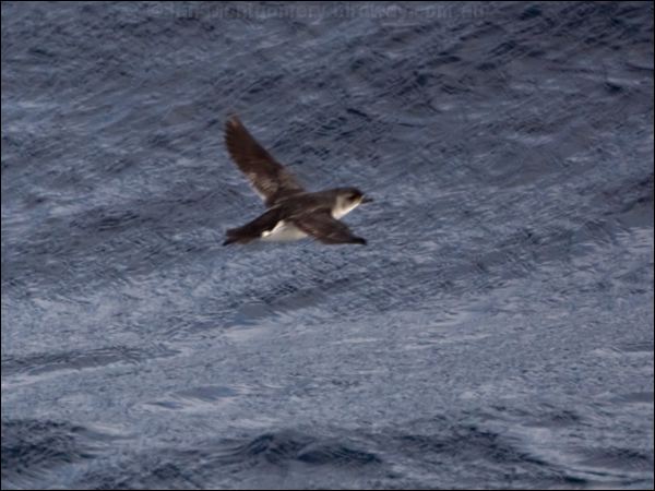 Common Diving Petrel com_diving_petrel_123889.psd