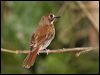 ferruginous_babbler_50957