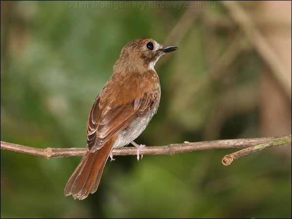 Ferruginous Babbler ferruginous_babbler_50957.jpg
