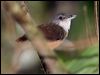 horsfields_babbler_50558