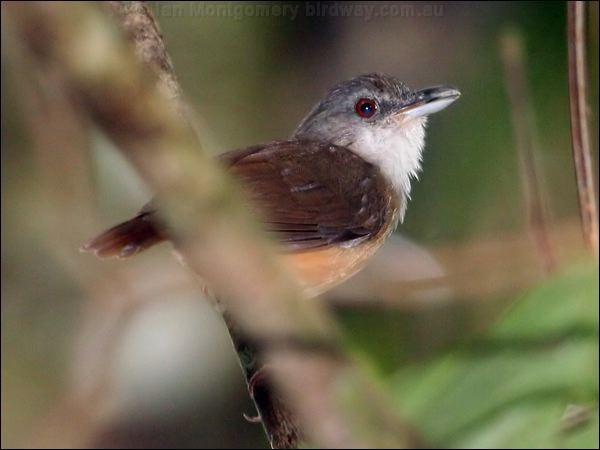 Horsfield's Babbler horsfields_babbler_50558.psd